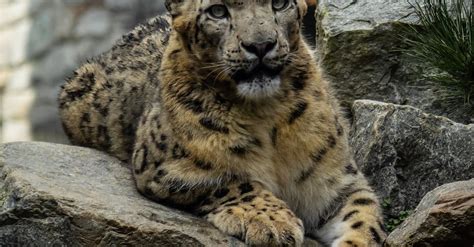 Leopard Lying on Gray Rock · Free Stock Photo