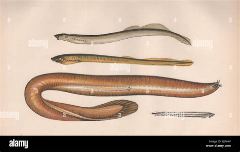 Hagfish Anatomy