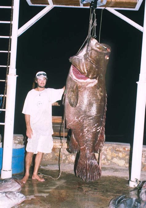 Big Fishes of the World: GROUPER GIANT (epinephelus lanceolatus)