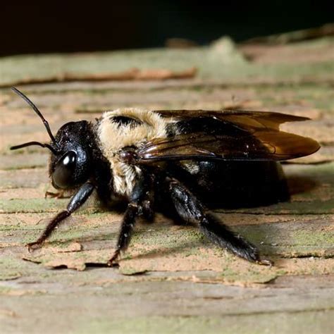 Controlling Carpenter Bees On Georgia Properties: Carrollton, Marietta, Atlanta | Carpenter Bee ...