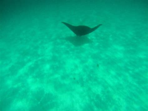 Why You Need To Swim With Manta Rays At Coral Bay, WA