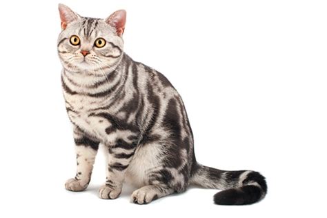 The 5 Tabby Cat Patterns - Catster