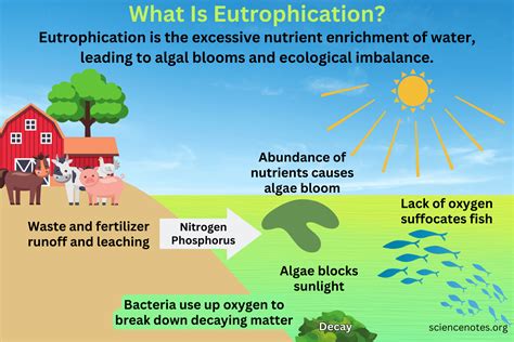 Eutrophication Process