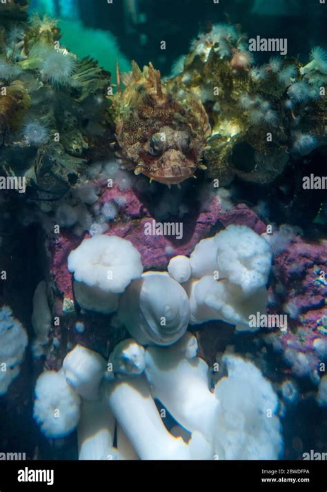 Stonefish venom spine hi-res stock photography and images - Alamy