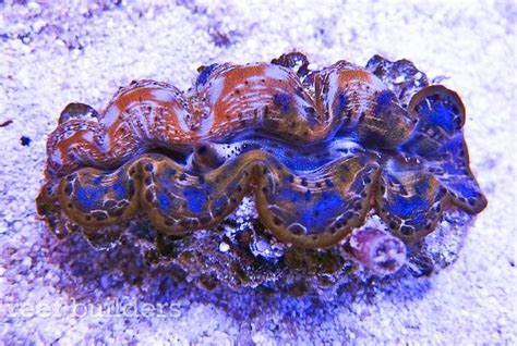 Tag: maxima clam | Reef Builders | The Reef and Saltwater Aquarium Blog