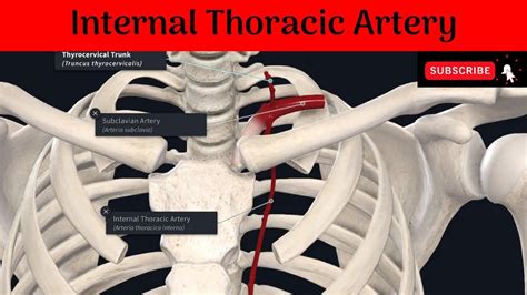 Mammary Artery Location