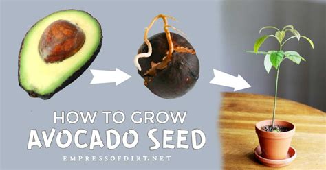 How to Grow an Avocado from Seed (Easy Method) — Empress of Dirt