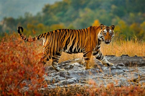 Bengal tiger, Bandhavgarh National Park, Madhya Pradesh, India - Art Wolfe