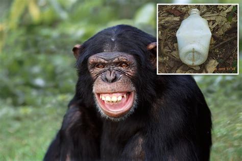 Horny chimp masturbating with a ‘sex toy’ could be a first: study