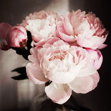 katherine lou: peonies