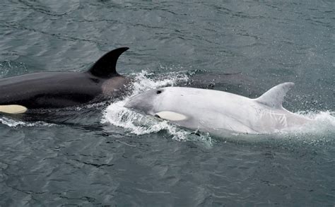 Rare white orca spotted in Southeast Alaska - Anchorage Daily News