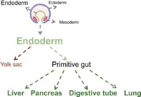 Summary of organs originated from endoderm. | Download Scientific Diagram