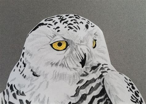 Snowy Owl Drawing Drawing by Pio De Lima - Pixels