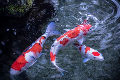 Download Fish Water Animal Koi HD Wallpaper