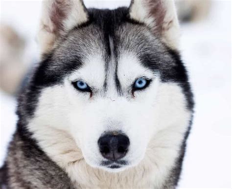 Wolf-dog breeds and wolf hybrids: Traits, care, and training guide