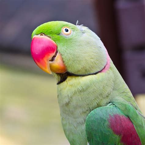 24 best Green Parrot images on Pinterest | Parakeets, Parrots and Budgies