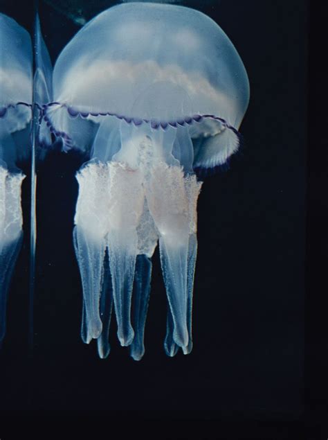 Jellyfish | Characteristics, Habitat, Diet, Anatomy, & Facts | Britannica