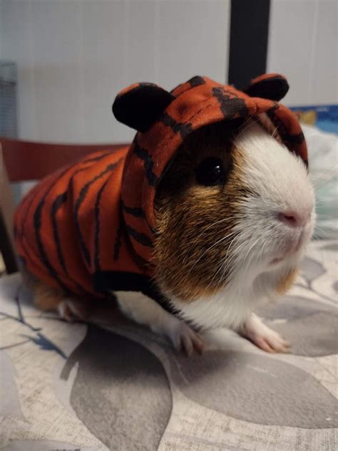 snickers halloween costume 😋 : r/guineapigs