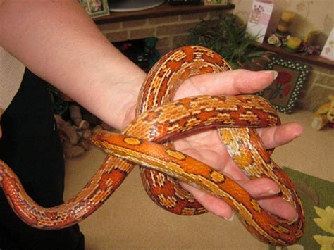 E Midlands Corn snakes for sale - Bubblegum, Aztec, Okeetee - Reptile Forums