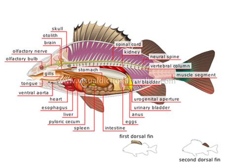 General Characteristics - All about that perch