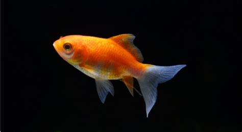 Our Goldfish Looks Depressed | Cognoscenti