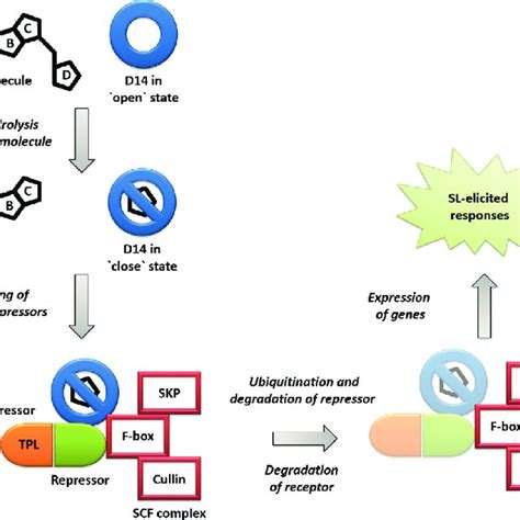 (PDF) Strigolactone Signaling in Plants