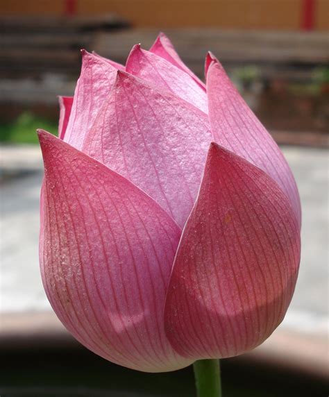 Lotus bud | Lotus flower, Lotus bud, Garden zen