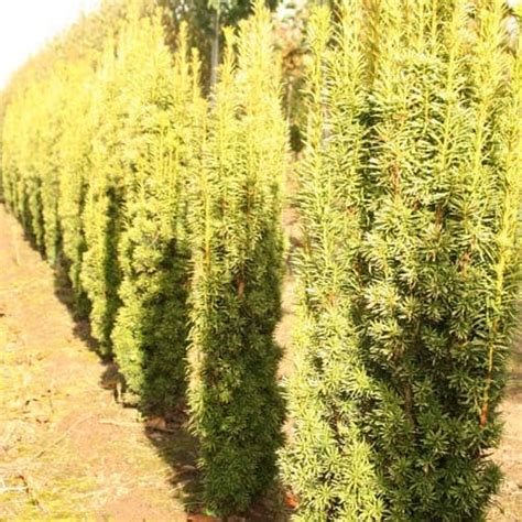 Taxus baccata Fastigiata Aurea - Green Mile Trees Green Mile Trees