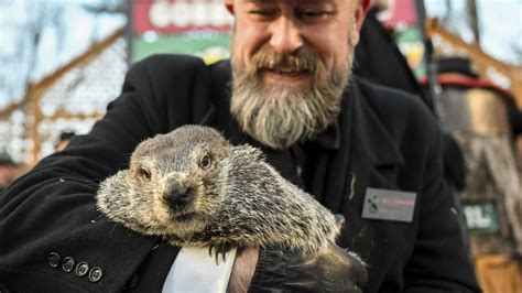 Groundhog Day: Punxsutawney Phil is terrible at weather predictions ...