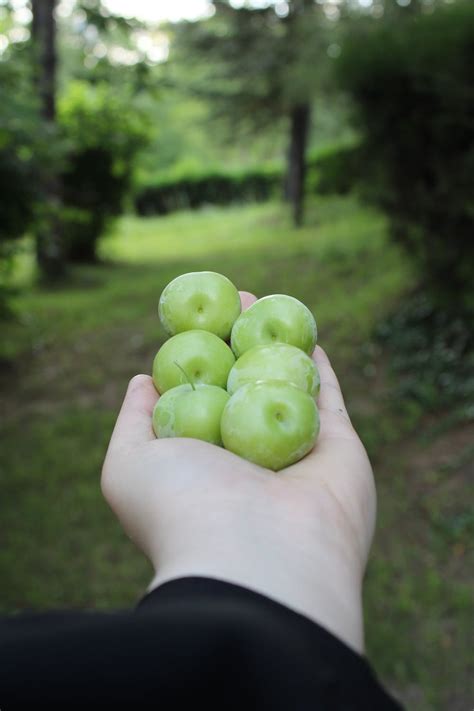 Person Holding Greengage Fruits · Free Stock Photo