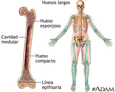 Huesos largos: MedlinePlus enciclopedia médica illustración