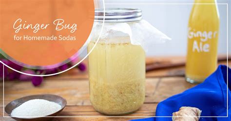 Ginger Bug Recipe: Starter for Homemade Sodas - Kami McBride