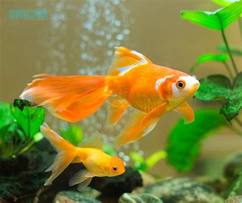 15 Feng Shui Fish To Keep In An Aquarium - Feng Shui Tips & Images