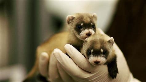 Ferret Babies Key to Species Rebound