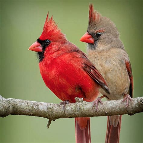 Do Cardinals Mate For Life - All You Need Infos