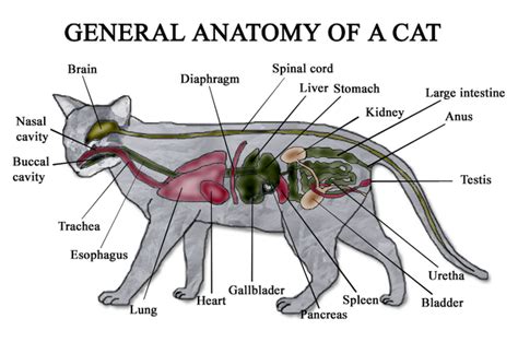 Cat Anatomy | Cats Wiki | FANDOM powered by Wikia