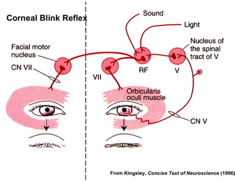 Corneal Light Reflex Abnormal Findings