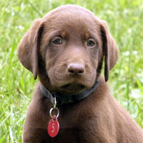 English Chocolate Lab Puppies Ohio / Pin by Dave Chambers on love labradors!! | Labrador ...