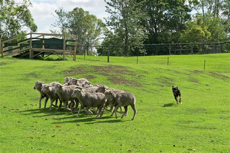 Sheepdog herding sheep Photograph by Vaclav Mach - Pixels