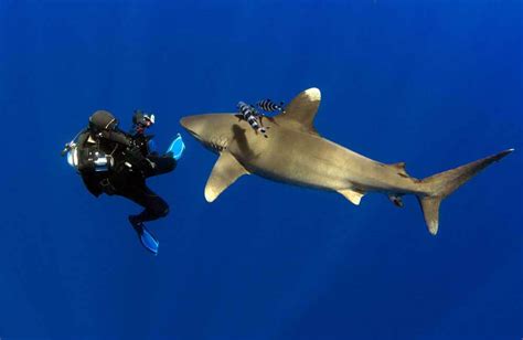 Shark diving safety tips to keep encounters enjoyable - DIVE Magazine