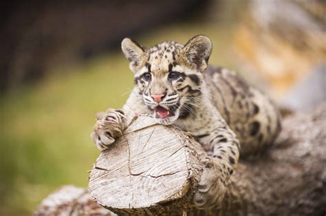 Making Clouded Leopard Cubs - Point Defiance Zoo & Aquarium