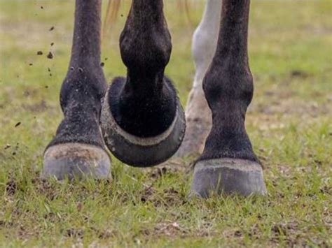 Improving Horse Hooves: Four Tips