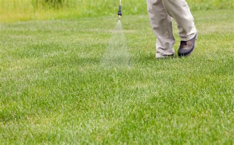 Ultimate Bermuda Grass Care Guide - runtedrun