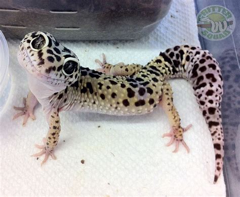 Pictures Of Leopard Gecko Habitat