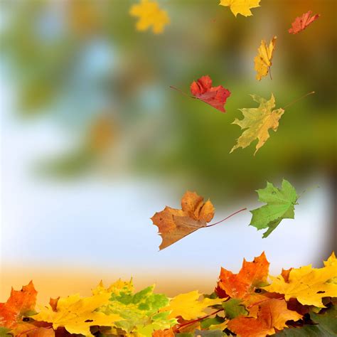 Autumn Maple Leaves Wallpapers - Wallpaper Cave