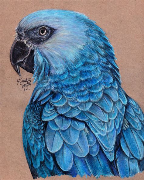 Spix's Macaw by KristynJanelle on DeviantArt