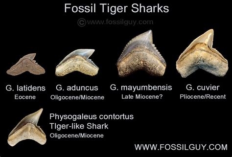 Tiger Teeth Diagram