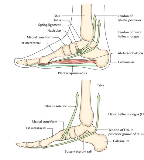 Easy Notes On 【Arches of The Foot】Learn in Just 3 Minutes!