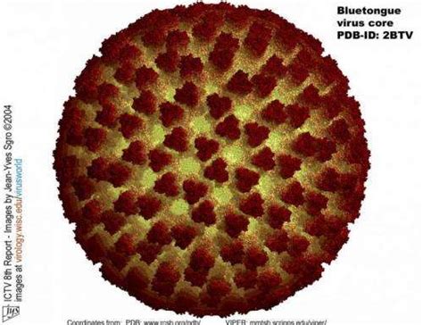 A model for Bluetongue disease dynamics in cattle