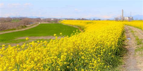 Miles of canola / rapeseed flowers in Kawajima Town, Saitama Prefecture